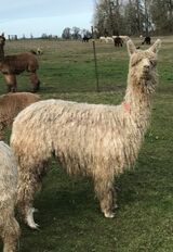 alpaca for sale