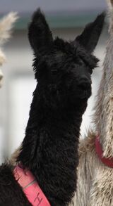 alpaca for sale