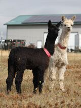 alpaca for sale