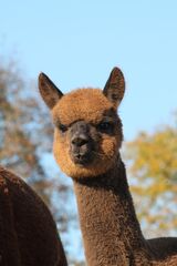 alpaca for sale