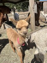 alpaca for sale