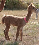 alpaca for sale