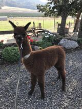 alpaca for sale