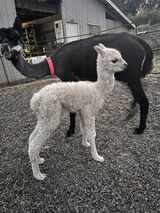 alpaca for sale