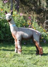 alpaca for sale