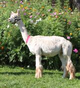 alpaca for sale