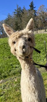 alpaca for sale