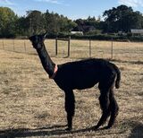 alpaca for sale