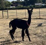 alpaca for sale