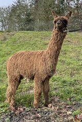 alpaca for sale