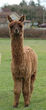 alpaca for sale