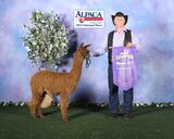 alpaca for sale