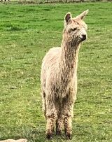 alpaca for sale