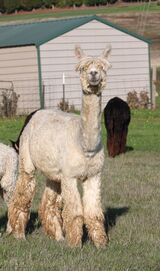 alpaca for sale