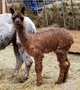 2018 Cria RKR's TYLER - Possible Rose Grey!?