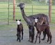 DRG/DSG cria: female on left, male on right