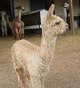 Ginger's 2013 Cria - Trigger