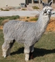 Cria TS Flurry 