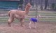 Gracie and her 1 day old cria, Accoyo Quinn