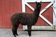 2nd cria Whimsy's Midnight Mystique