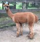 Val's pretty 2011 cria by Champion  Invincible's White Satin Knight !