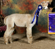 Sire Champion Mary's Accoyo Barbary