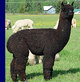 Sire: Snowmass Midnight Magic