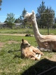 a few hours old with mom 