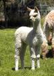 2013 male cria @ 2 weeks