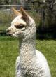 male cria 2 weeks old