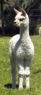 2013 male cria 2 weeks old