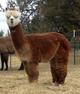 2011 female cria spring 2013