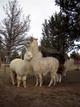 almost 7 months old w/ his llama friends