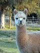 2010 Female Cria(SOLD) by Fantasy's Champagne Charlie