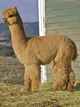 Service sire for 2012 cria