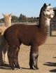 2011 male cria by Bisturi