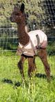 2013 female cria