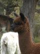 2013 female cria 4 months old