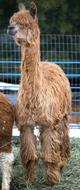 alpaca for sale