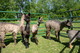 The darkes cria, front and center