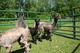 his side, stading to the right of the black cria