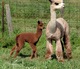 Luna w/ cria Remington