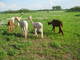 Going out to pasture with the girls after shearing.