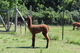 Solid cria