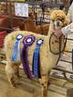 Cria - Best of Bred and Owned