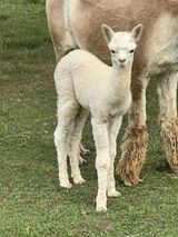 alpaca for sale