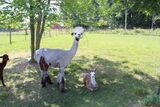 alpaca for sale