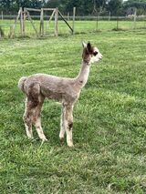 alpaca for sale