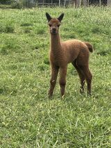 alpaca for sale