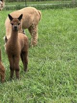 alpaca for sale